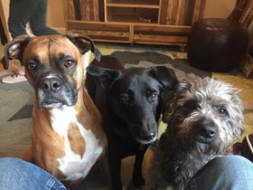 2016-02-15 Bailey, Blossom and Molly (c) Jorah Dannenberg.jpg